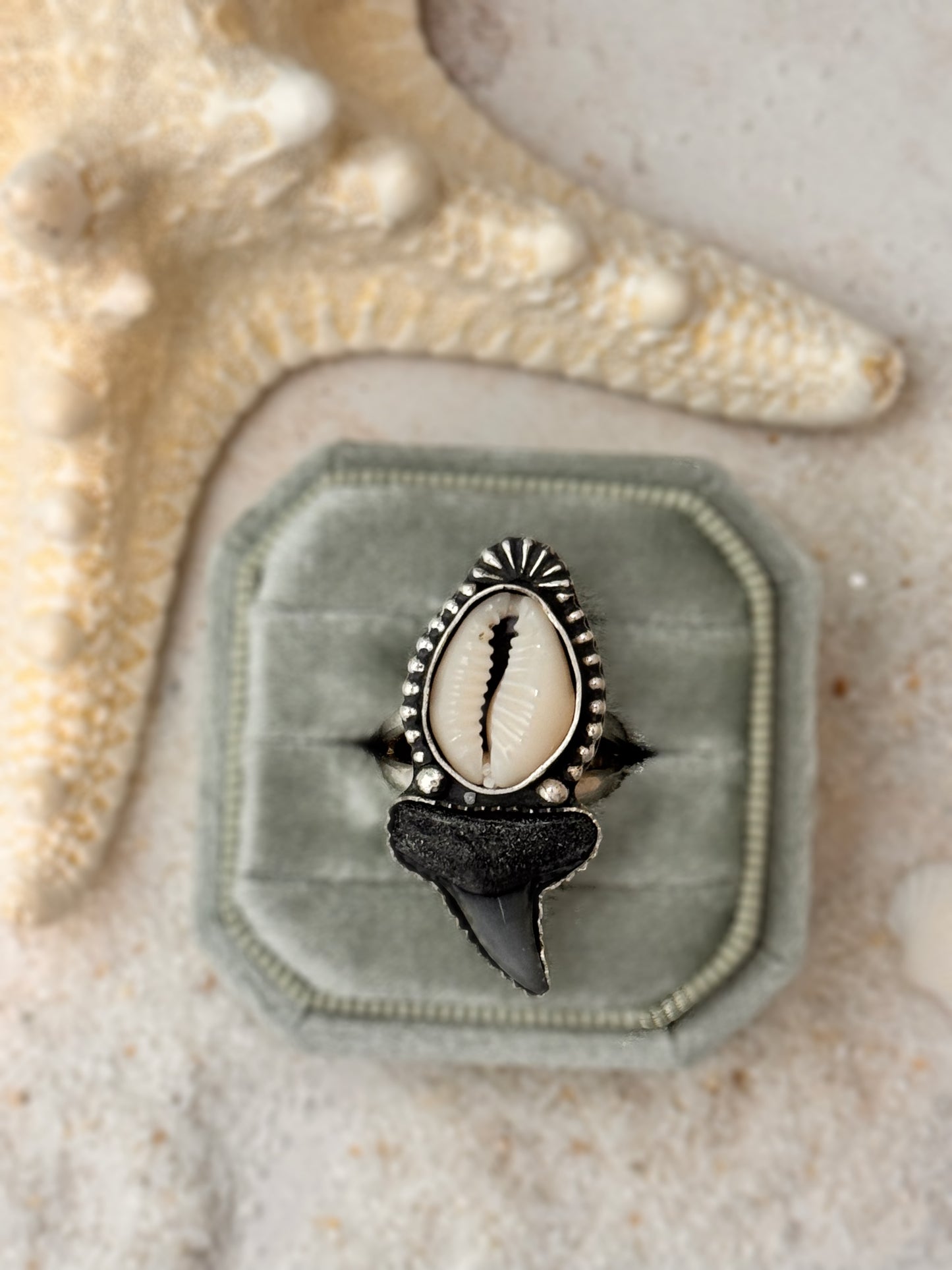 Cowrie shell and fossil shark tooth sterling silver ring styled with seashells and jewelry case, ocean-inspired handmade design.