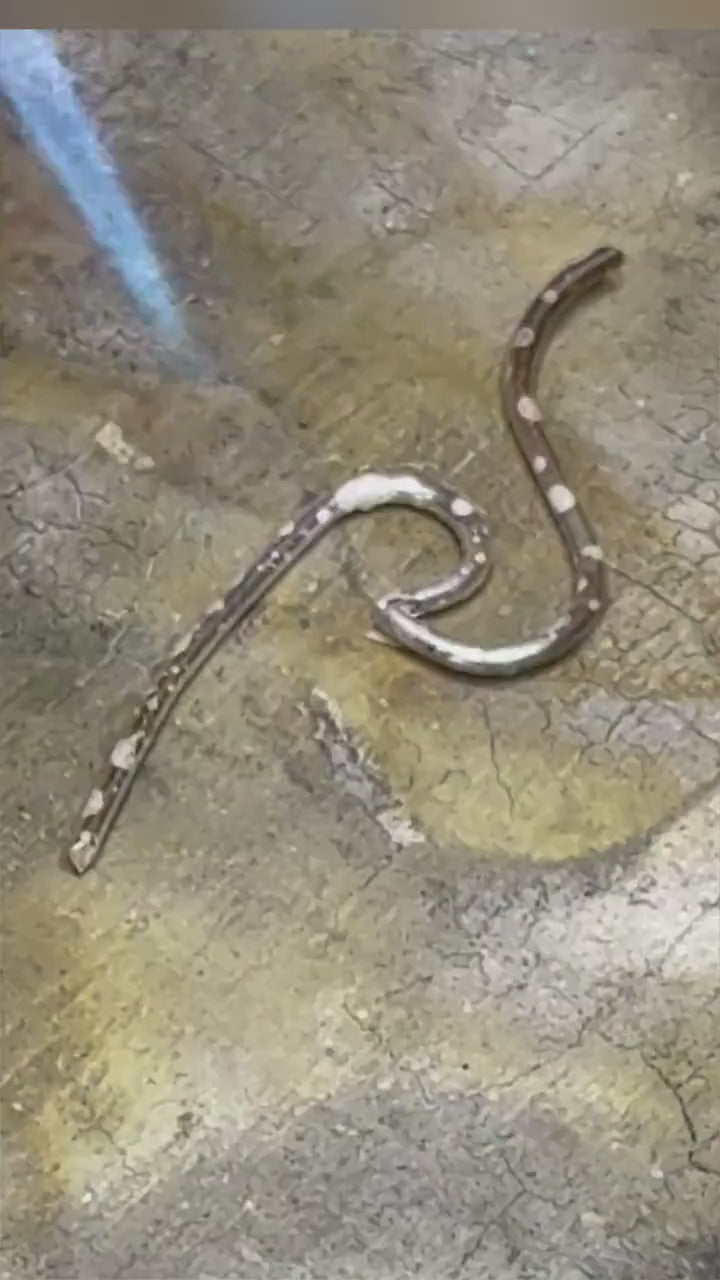 Cowrie Shell Earrings, Sterling Silver Earrings - Ocean Inspired, Gift for Her, Shell Silver Dangle Earrings, Beach Jewelry